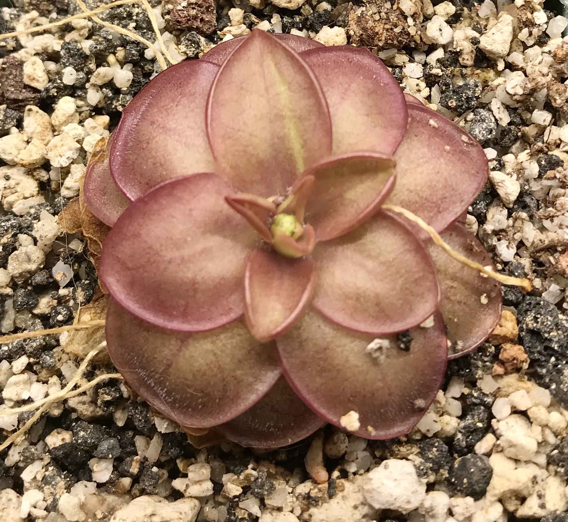 (image for) Pinguicula laueana