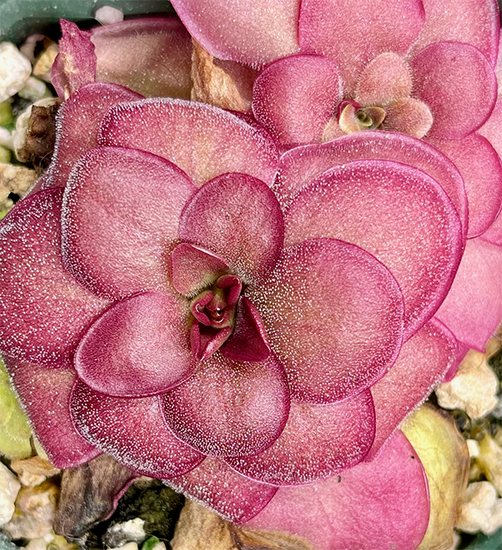 (image for) Pinguicula Laueana Crimson Red Flower