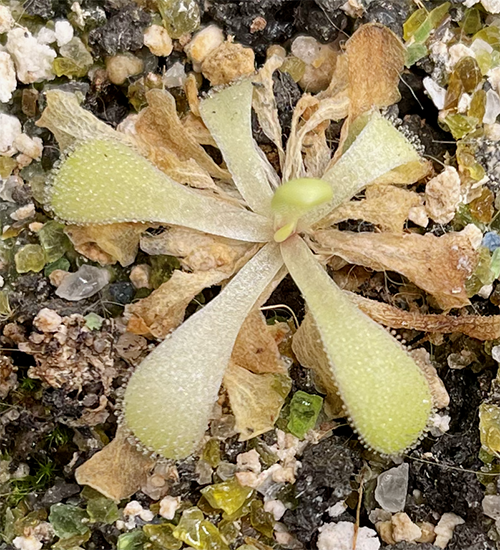 (image for) Pinguicula Laxifolia