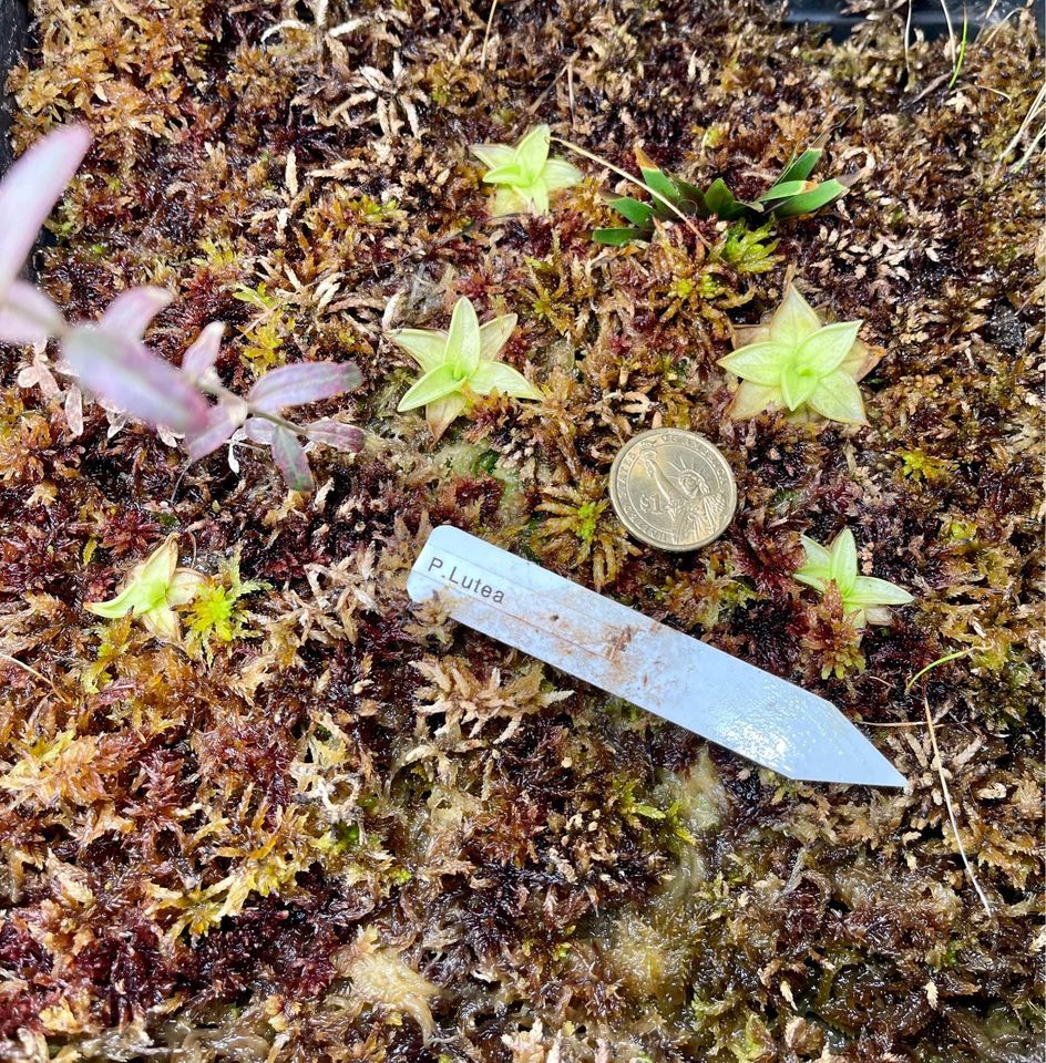 (image for) Pinguicula lutea