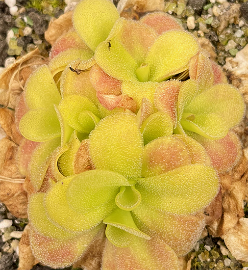 (image for) Pinguicula martinezii