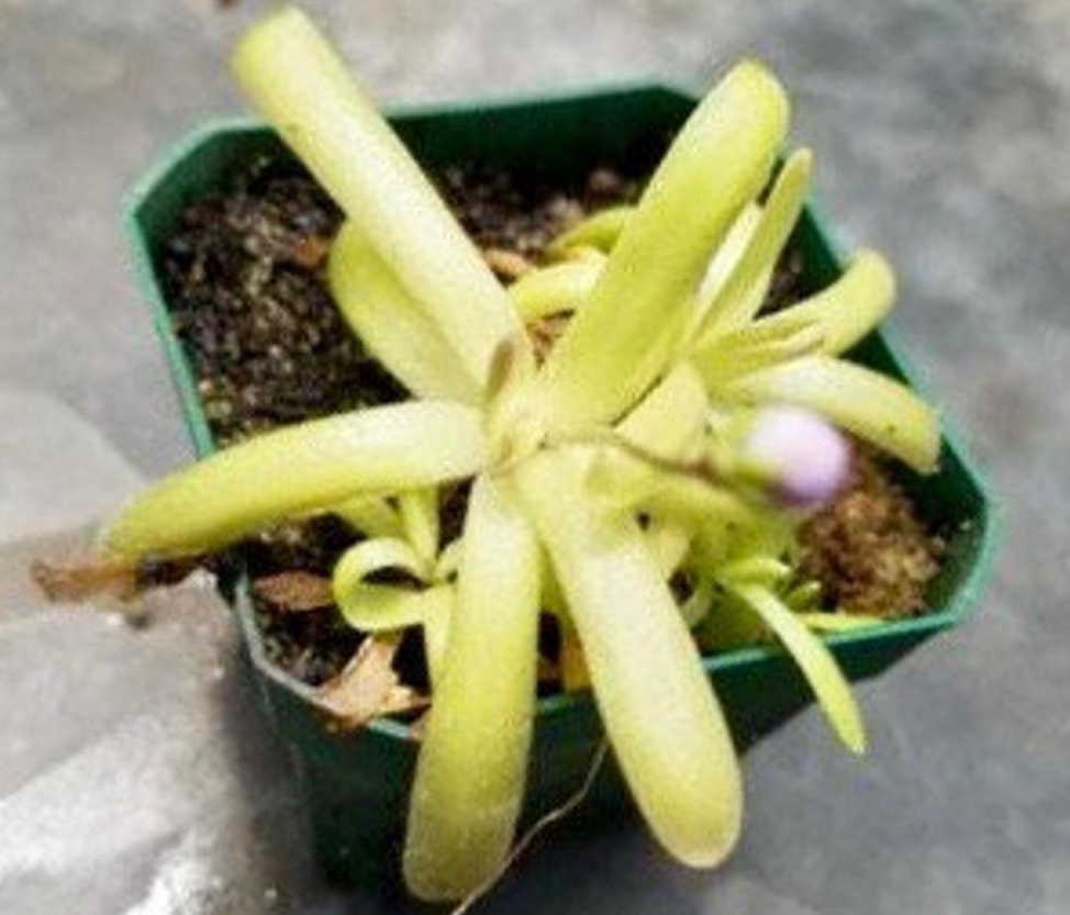 (image for) Pinguicula moctezumae x Koehres Kohres