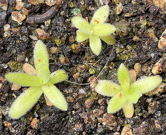 (image for) Pinguicula moctezumae x Gigantea