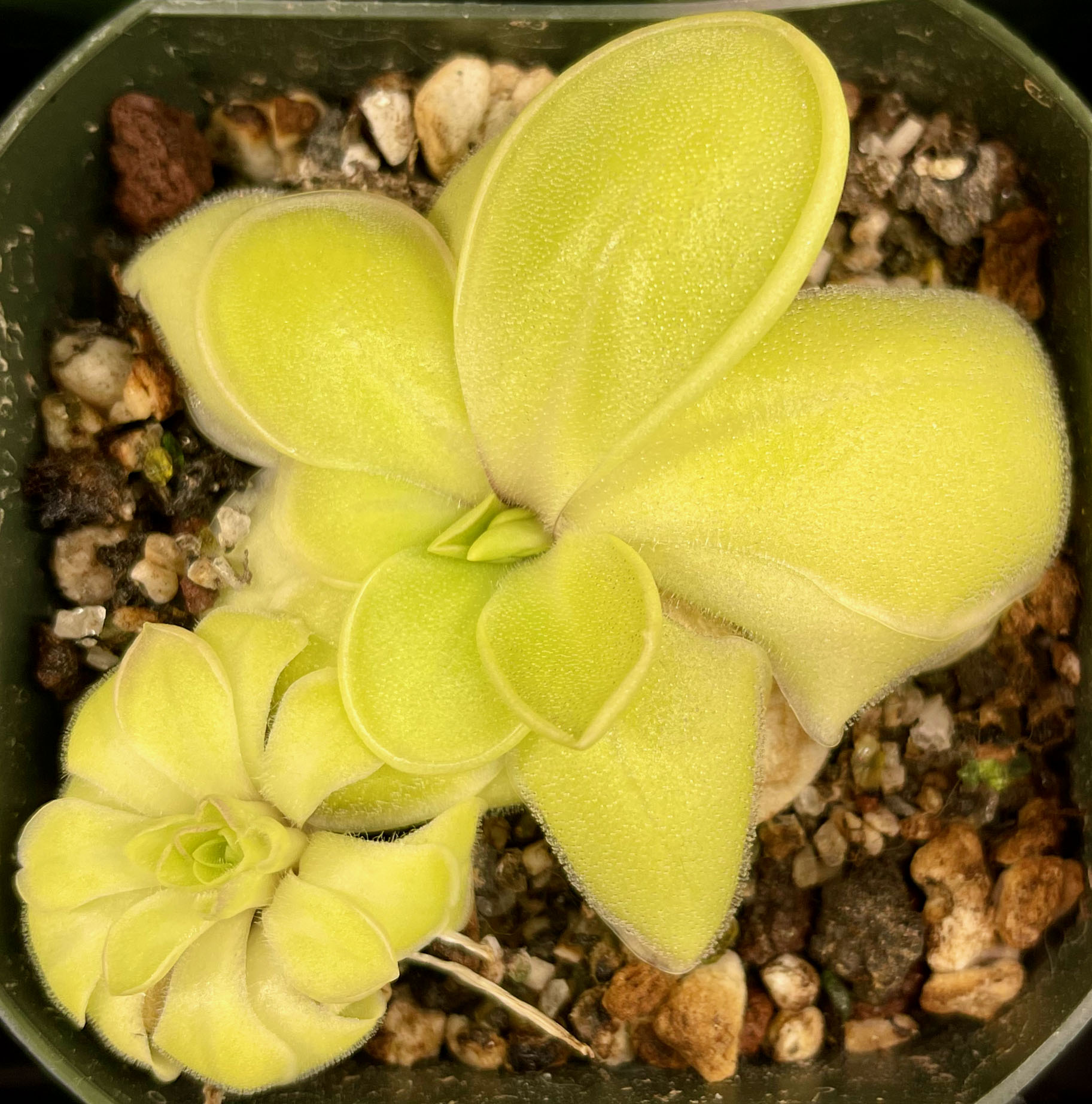 (image for) Pinguicula moranensis Valle de Bravo