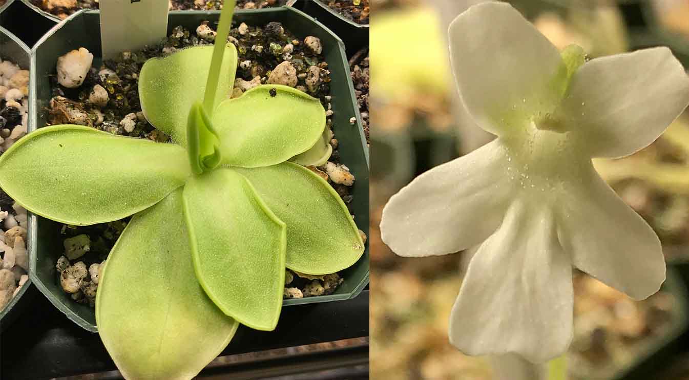 (image for) Pinguicula moranensis f Alba