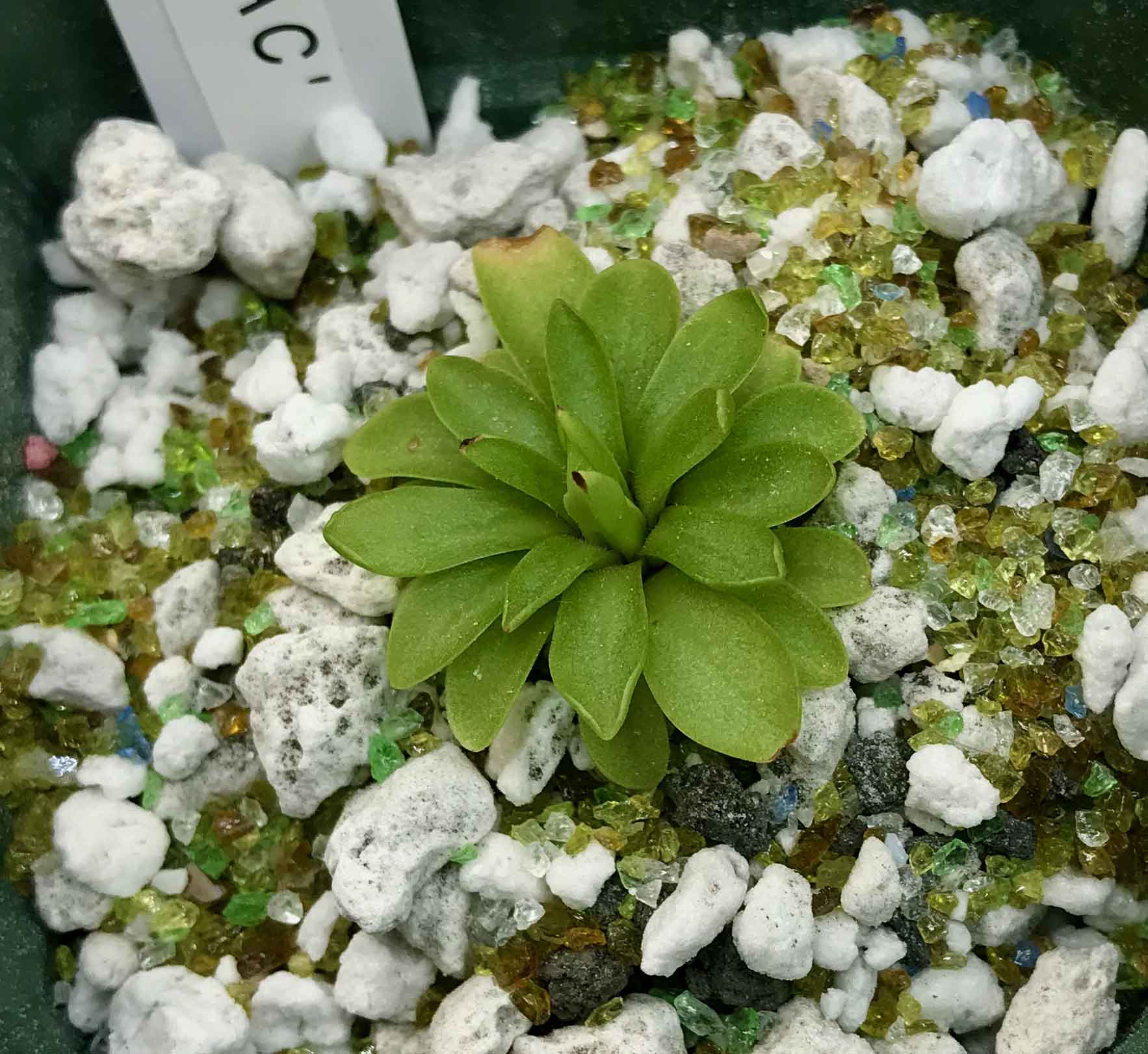 (image for) Pinguicula moranensis ANPA C