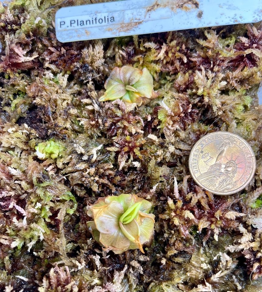 (image for) Pinguicula planifolia