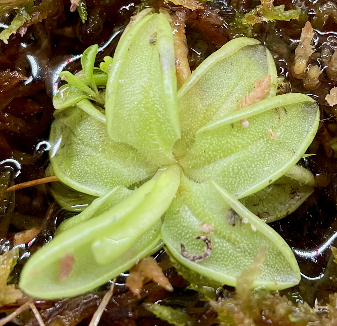 (image for) Pinguicula pumila