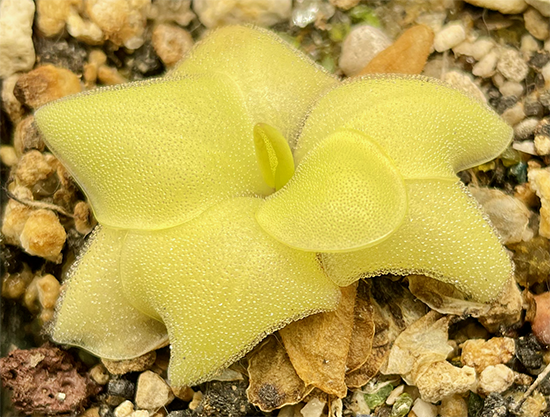 (image for) Pinguicula Rectifolia Huahuapan