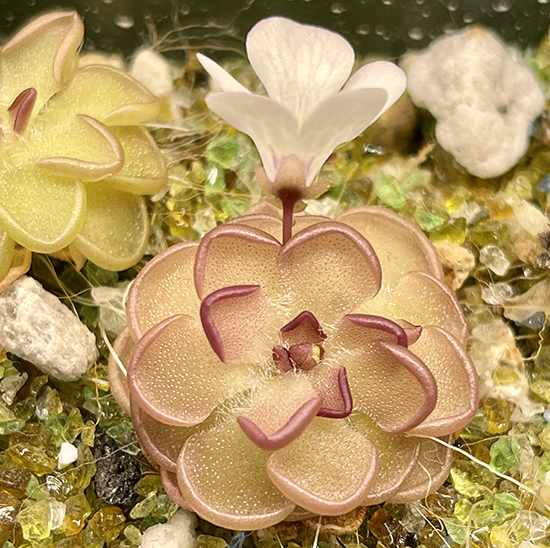 (image for) Pinguicula Rotundiflora x Gracilis