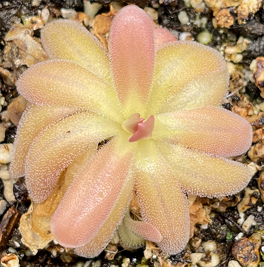 (image for) Pinguicula Sethos X Gypsicola