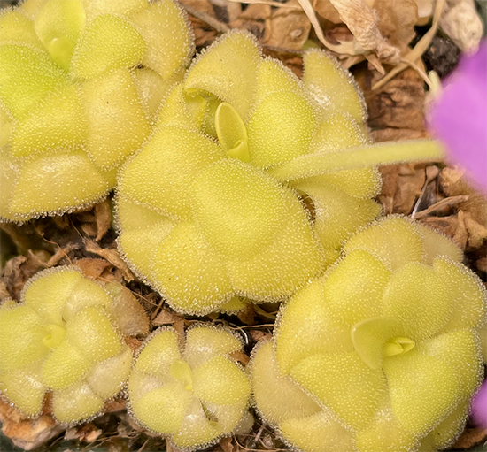 (image for) Pinguicula Sumidero I