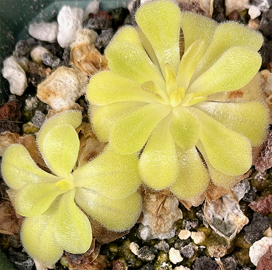 (image for) Pinguicula Sumidero II