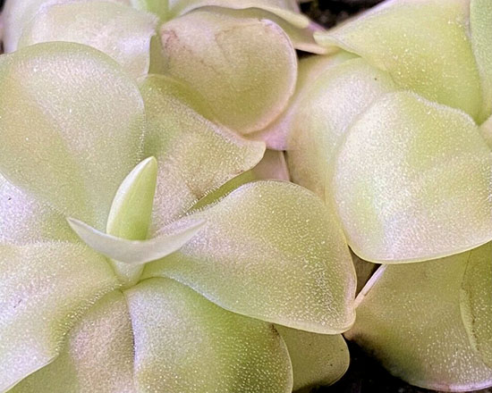 (image for) Pinguicula Tina