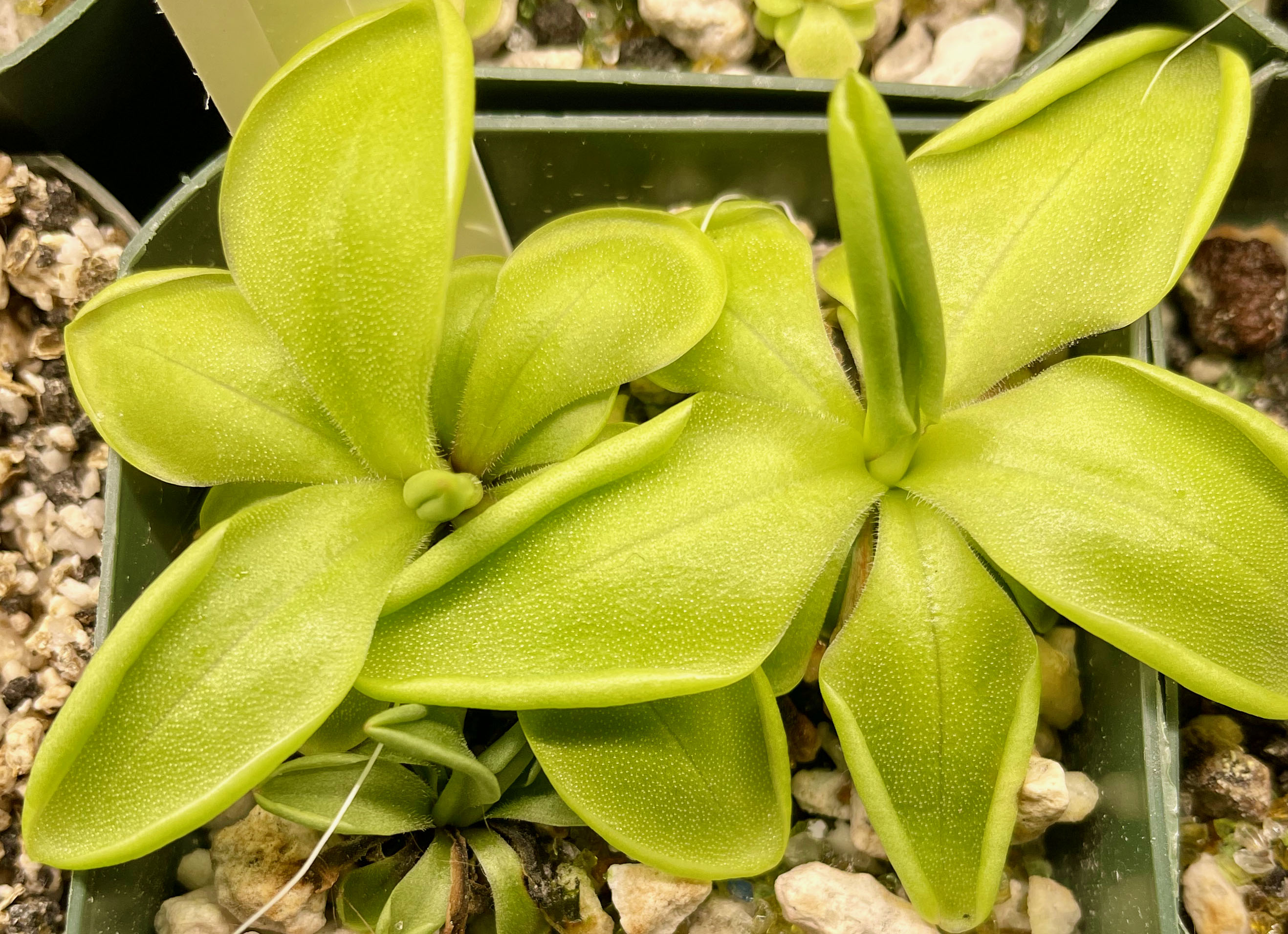 (image for) Pinguicula Zecheri