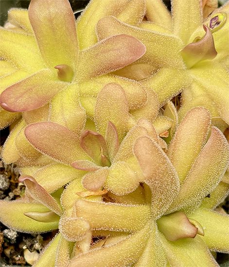 (image for) Pinguicula Zecheri X Gypsicola