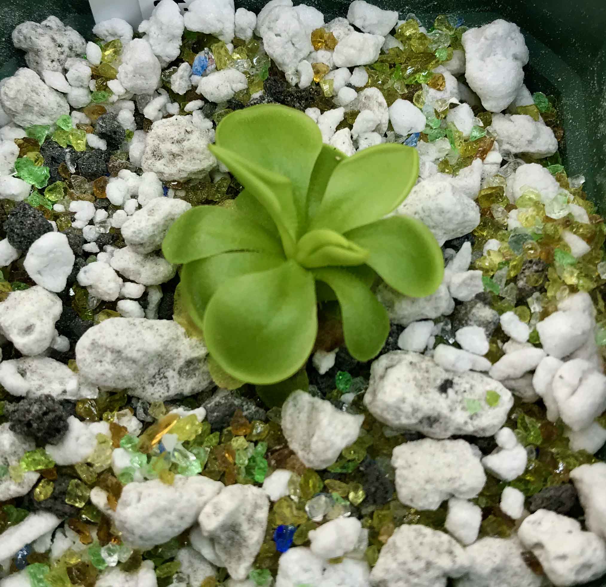 (image for) Pinguicula Zecheri x Hemiepiphytica