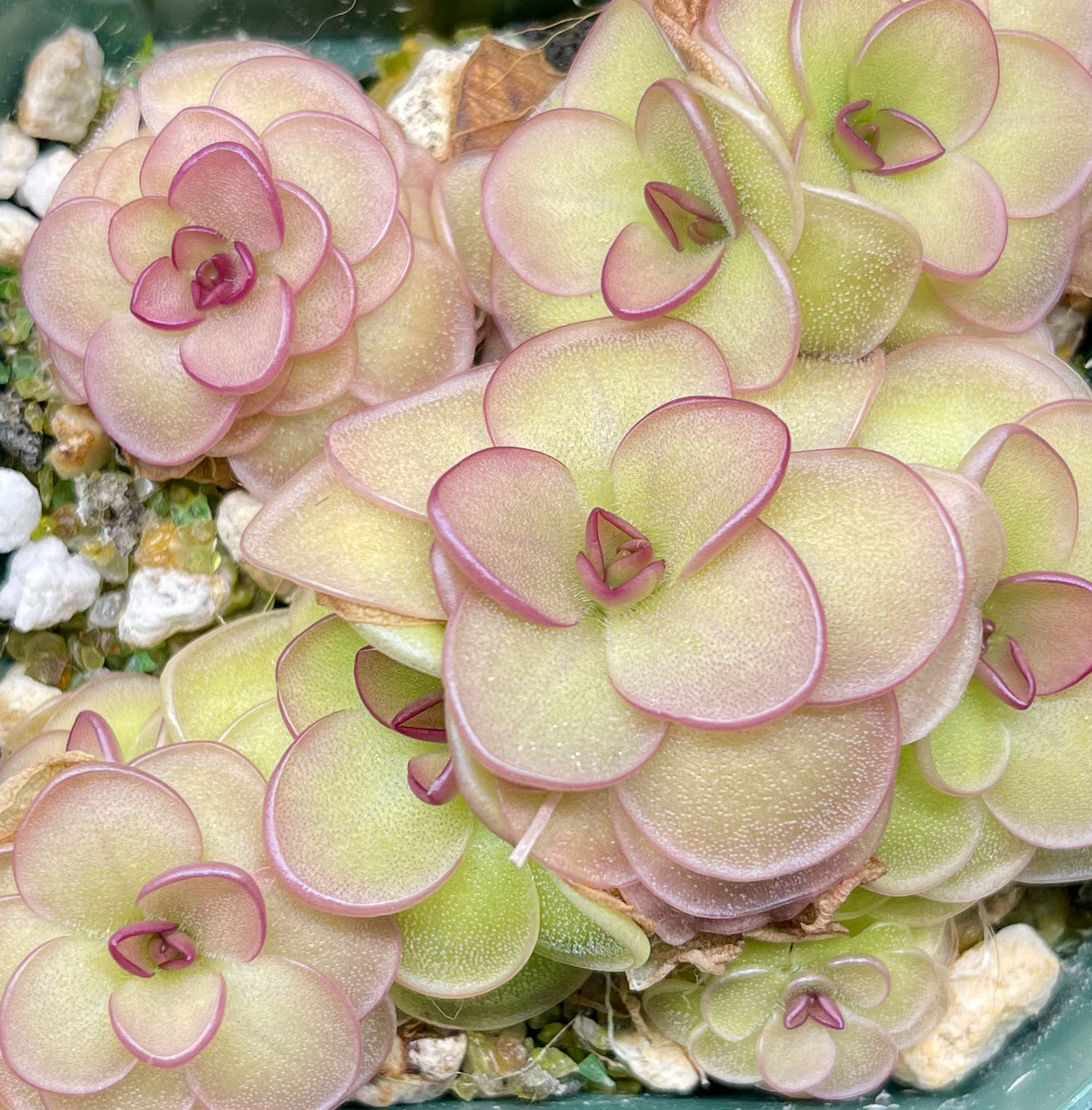 (image for) Pinguicula zecheri x rotundiflora ‘Hanka’