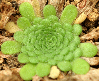 (image for) Pinguicula cyclosecta x Colimensis