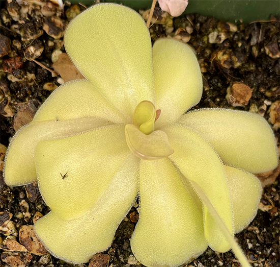 (image for) Pinguicula ehlersiae X Moranensis ‘Sethos'