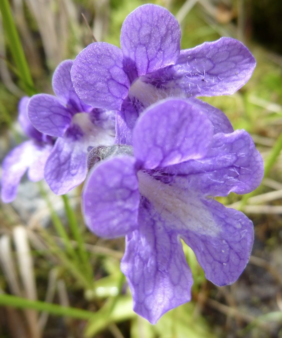 (image for) Pinguicula vulgaris