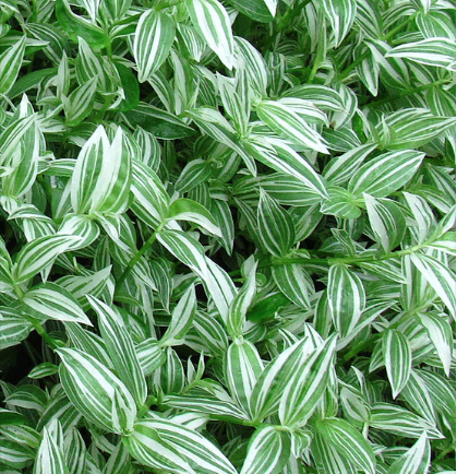 (image for) Tradescantia ﻿﻿﻿Albiflora Giant White