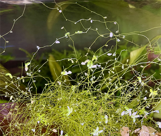 (image for) Utricularia gibba