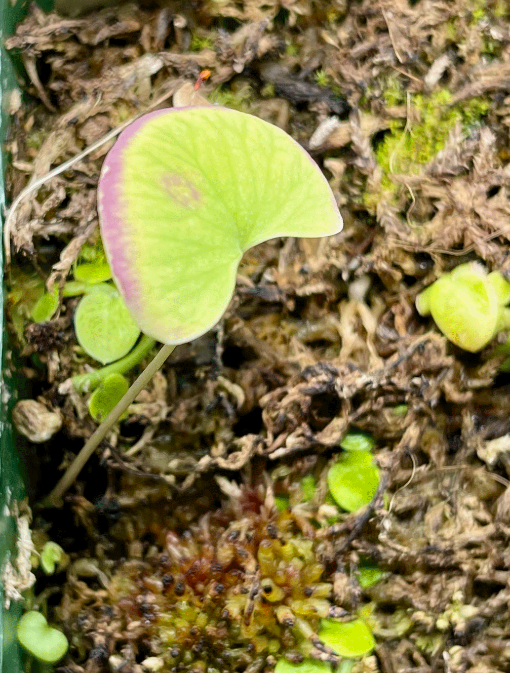 (image for) Utricularia cornigera