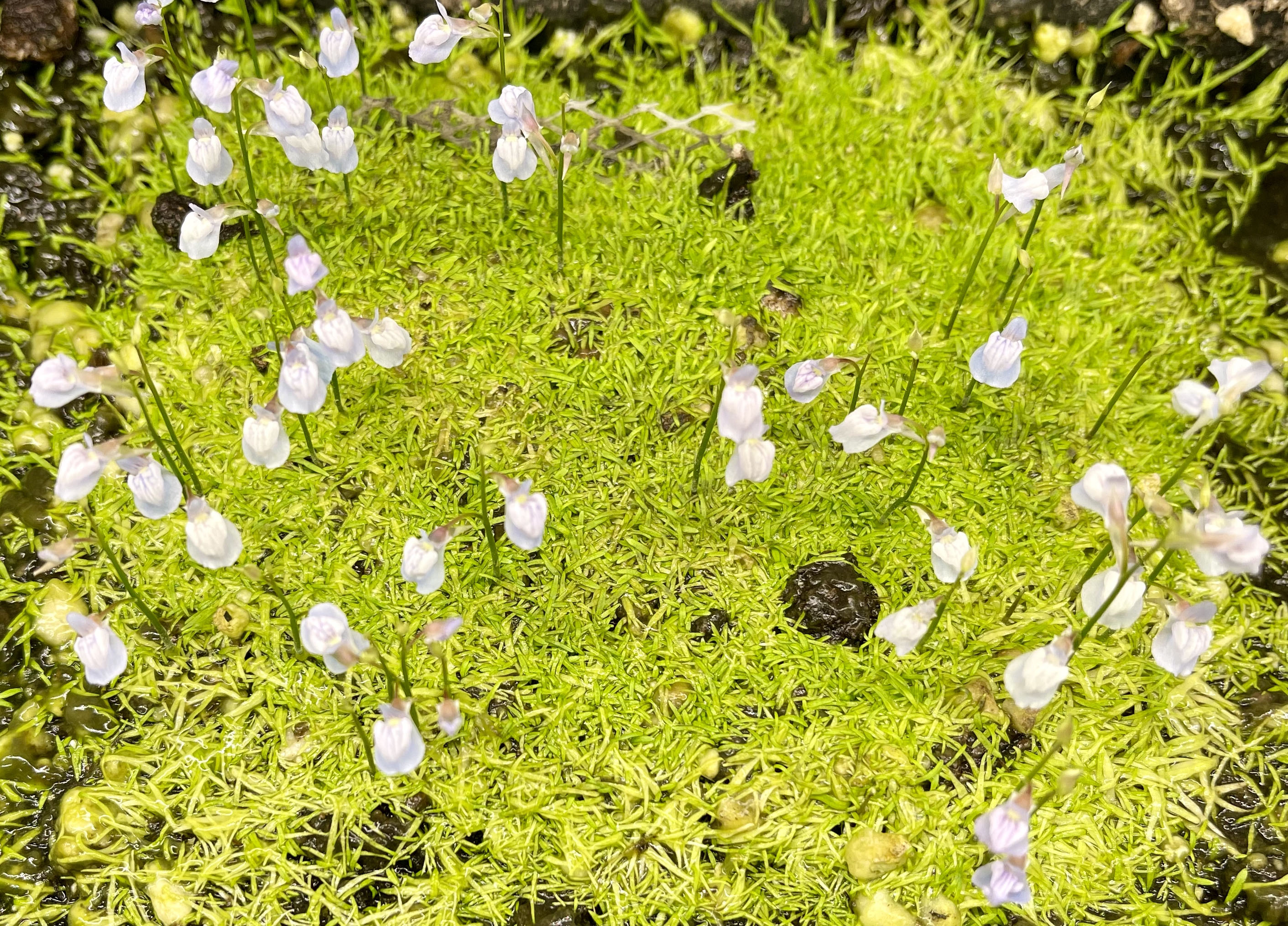 Utricularia graminifolia (Asian) (image for) Utricularia graminifolia (Asian)
