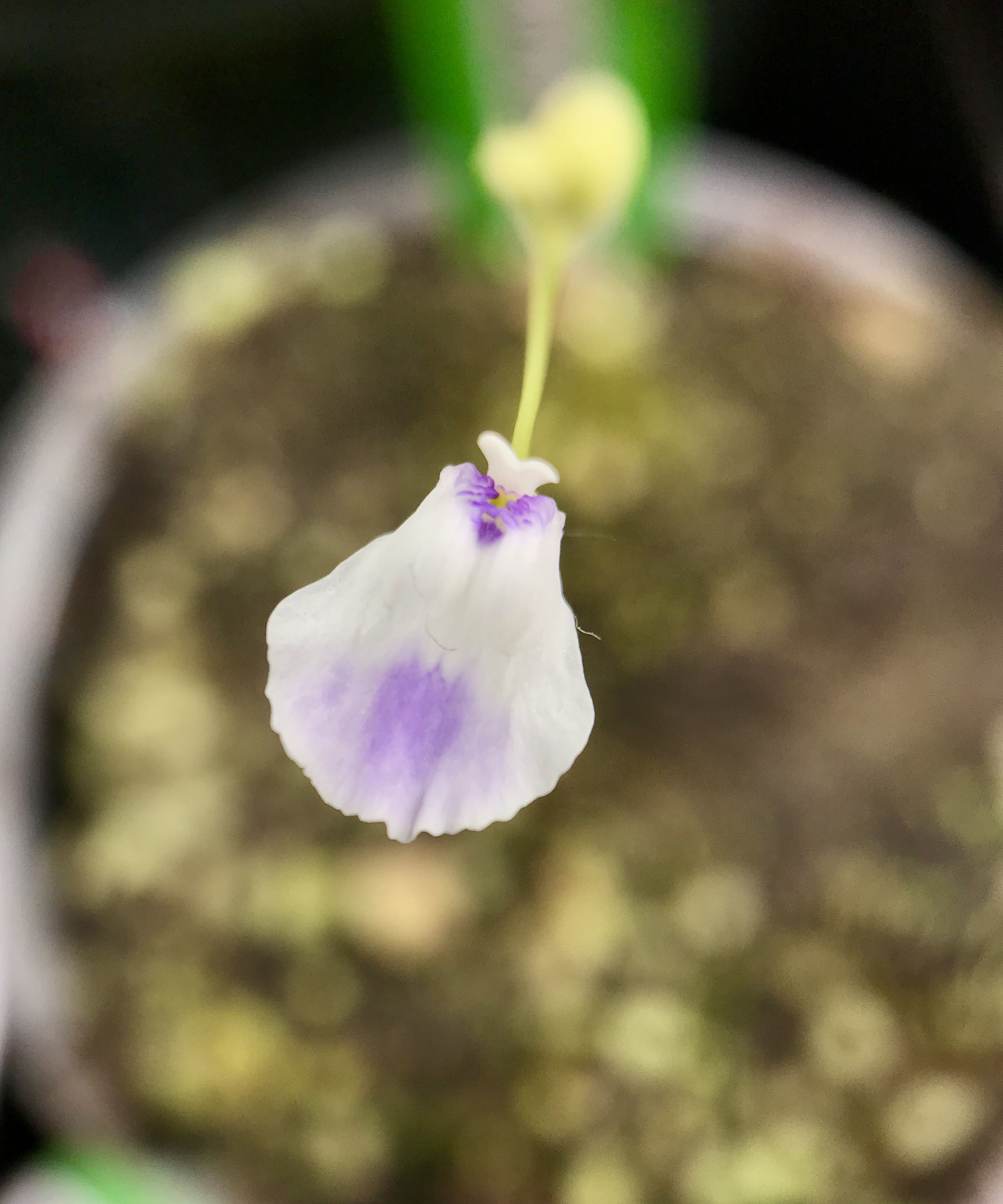 (image for) Utricularia - Bladderwort